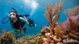 Learn to Dive - YouTube