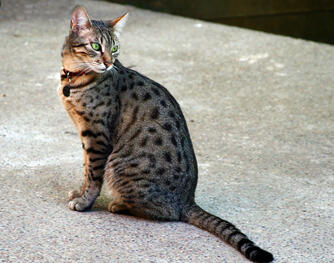 0300n7jt-bbf1-334x263.jpg