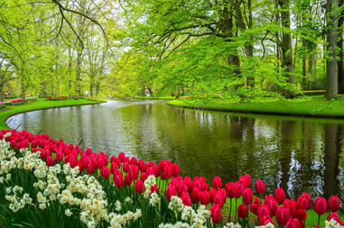 Красивая весна цветет около пруда в парке Keukenhof в Нидерландах Стоковое Изображение - изображение насчитывающей довольно, бобра: 68155025