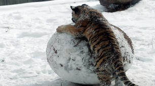 Презентація на тему "Happy winter!!!"