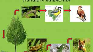 (Копія) Ланцюги живлення.