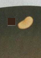 0300nma7-5774-171x242.png