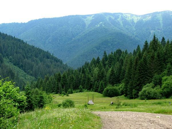 Українські ліси можуть стати приватними — АГРОПОЛІТ