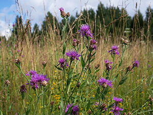 0300no54-4fd1-300x225.jpg
