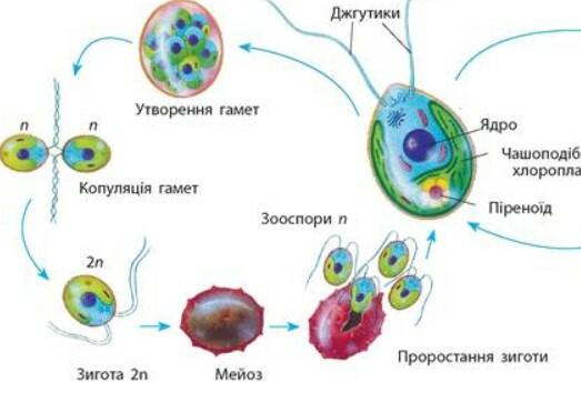 0300nqi3-c498-523x354.jpg