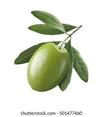 Green Single Olive 1 Isolated On Stock Photo (Edit Now) 501477460
