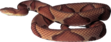 Змея PNG фото
