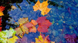 Bright Autumn