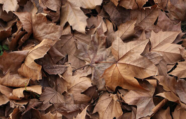 The beauty of the uncommon: Appreciating all of life's colors