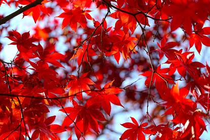 Red Leaves Pictures | Download Free Images on Unsplash