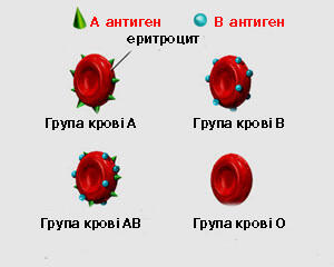 0300obzv-5072-300x240.jpg