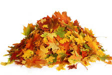 249,670 Pile Of Leaves Stock Photos, Pictures & Royalty-Free Images - iStock