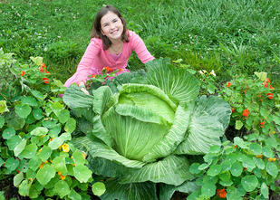 Harvesting Your Cabbage – Bonnie Plants Cabbage Program