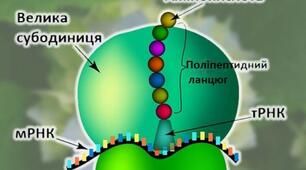 (Копія) Біосинтез білка. 