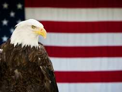 How Did the Bald Eagle Become America's National Bird? - HISTORY