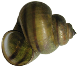 0300oza4-7983-291x250.png