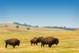 7 American Symbols That Feature The Bison – Vintage Bison USA