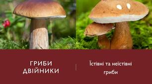 Отруйні та їстівні гриби