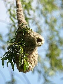 0300p4os-1e50-298x397.jpg