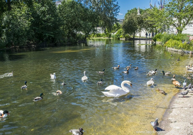 0300pava-5a5e-637x447.png