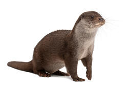 500+ Otter Pictures [HD] | Download Free Images on Unsplash