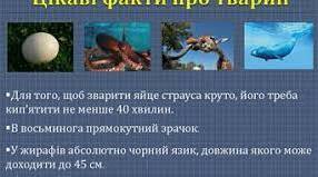 Цікаві факти  із життя тварин