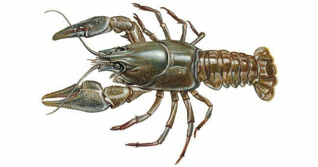 0300pwum-96b4-650x342.jpg