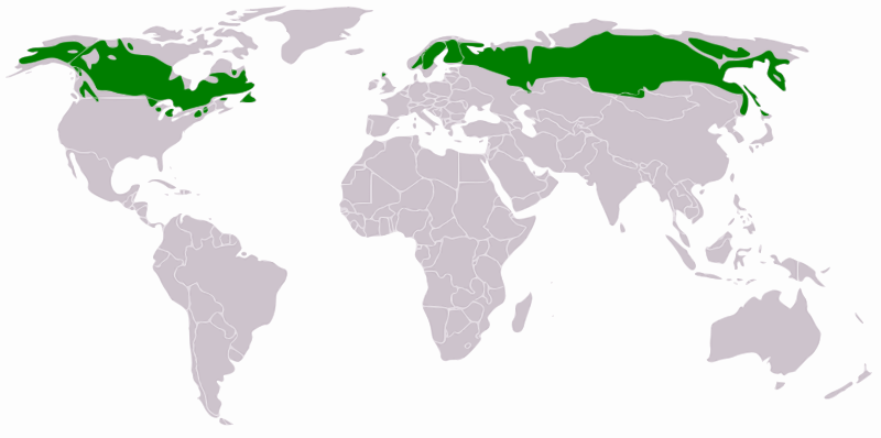 boreal forest distribution