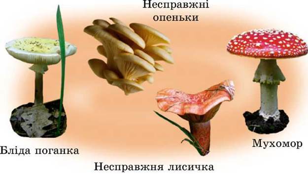 https://subject.com.ua/textbook/nature/2klas/2klas.files/image101.jpg