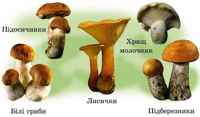 https://subject.com.ua/textbook/nature/2klas/2klas.files/image098.jpg