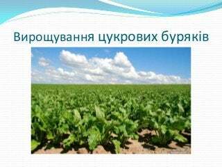 цукрова промисловість в україні