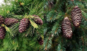 0300ra3b-6118-600x358.png