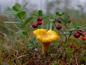 Як відрізнити їстівні гриби: фото, описи і назви