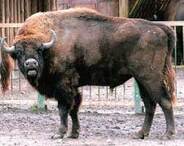Червона книга України. Зубр Bison bonasus (Linnaeus, 1758)