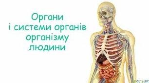 Організм людини
