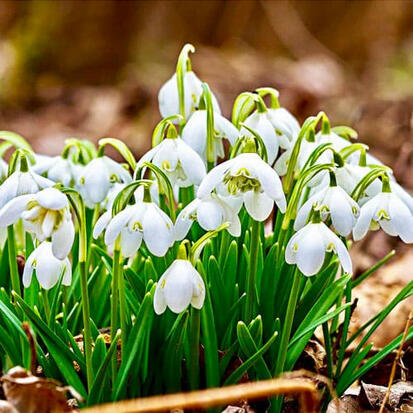 Підсніжник Nivalis (Ніваліс)🌷 - купити цибулини та бульби в Україні (Київ, Одеса, Харьків) недорого| FLORIUM.UA🌷