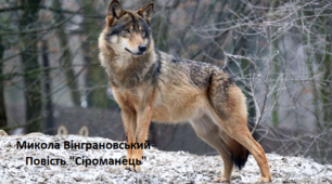 Презентація до уроку укр. літератури в 5 кл. до твору М.Вінграновського "Сіроманець" з цікавими завданнями