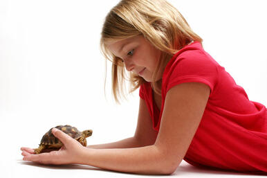 Best Pet Reptiles For Children - Reptiles Magazine