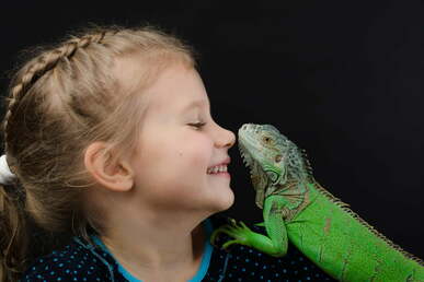 Here Are The Steps To Follow When Training An Iguana | PawTracks