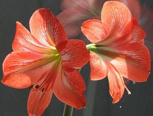 0300rw85-0b97-300x228.jpg