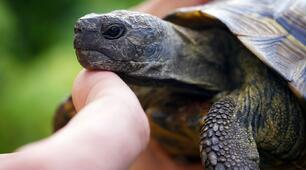 My pet is a turtle