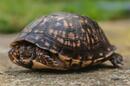 Why is My Turtle Always Sleeping? - TurtleHolic