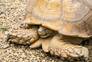Large Tortoises Are Sleeping Stock Photo, Picture And Royalty Free Image. Image 30647105.