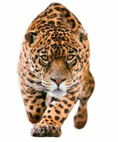 Jaguar animal, Animals, Beautiful cats