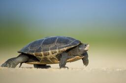 How to Heal Injured Turtle Leg? – The Turtle Expert