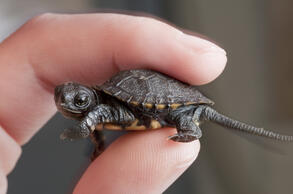 Western Pond Turtle | Oregon Wild