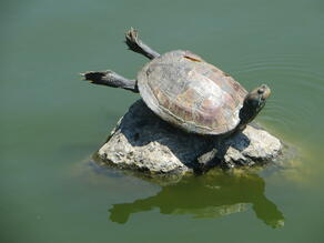Morningside Park: Sunbathing Turtles, Molting Mallards, Feral Cats | Out walking the dog