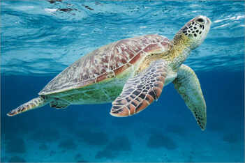 Sea turtle under the water' by Matteo Colombo as a print or poster | Posterlounge