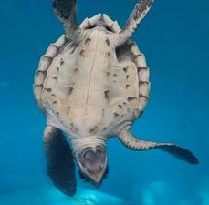 World Turtle Day is May 23rd each year & is celebrated throughout the world. It was started in 2000 by America… | World turtle day, Tortoise turtle, Tortoise rescue