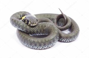 Snake on a white Stock Photo by ©Pakhnyushchyy 5748016